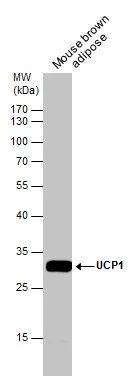 UCP1 antibody